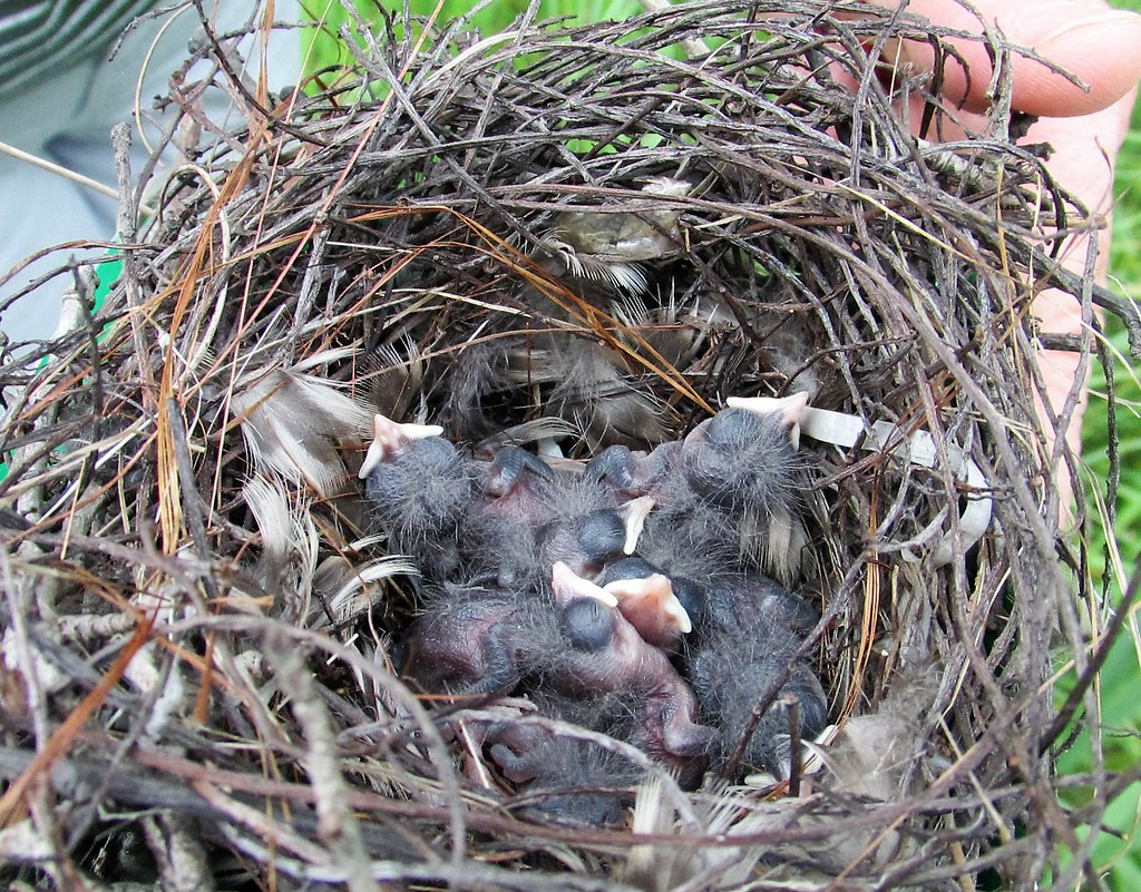 The House Wren chicks Dorothy showed us her recently hatch… Flickr