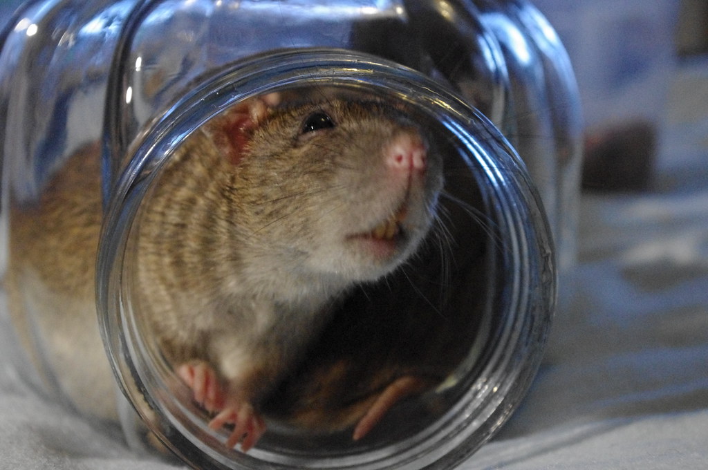 Rats in a jar How many rats can you fit into a jar? Staffan Vilcans