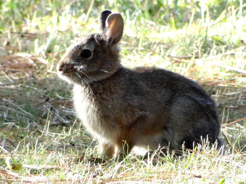 Oct5,2013f 018 Mountain Cottontail Rabbit Terry Gray Flickr