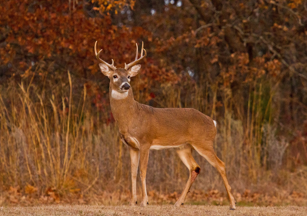Buck in rut A whitetail buck in rut in the central Oklahom… Flickr