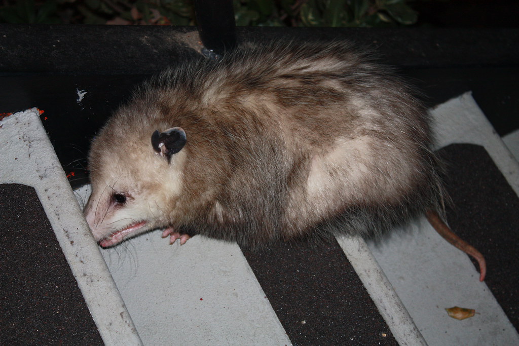 Cold Possum This possum was on the stairs between me and m… Flickr