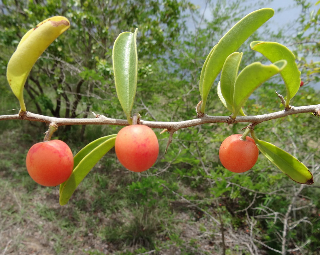 Ximenia caffra 1 One of the most commonly eaten wild fruit… Flickr