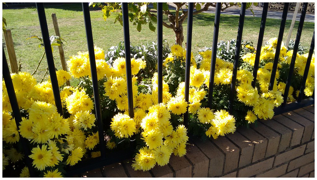 YELLOW CHRYSANTHEMUMS These Chrysanthemums were in full bl… Flickr