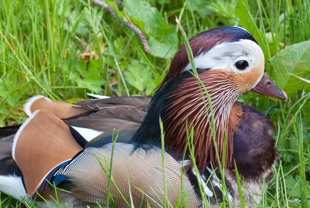 Mandarin Duck closeup Alnwick, Northumberland, England Flickr