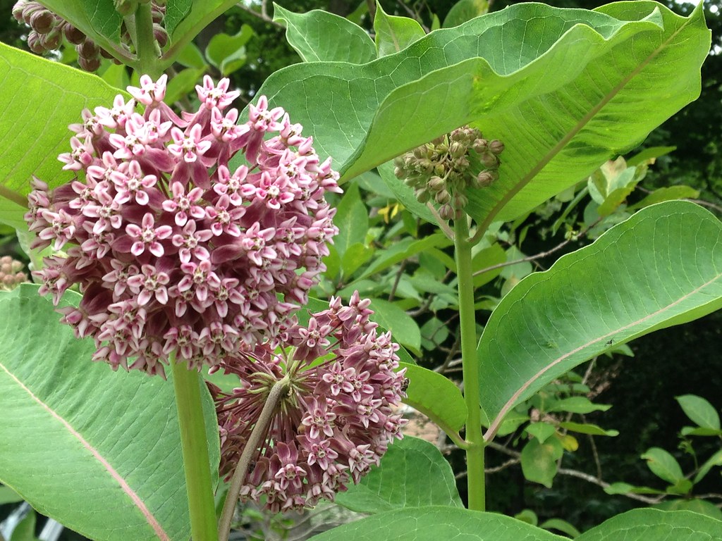 Common Milkweed (Asclepias Syriaca) Thanks to Hayley Schro… Flickr