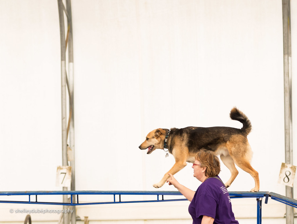 DOGSmart Training Agility Fun Match 201623 DOGSmart Training