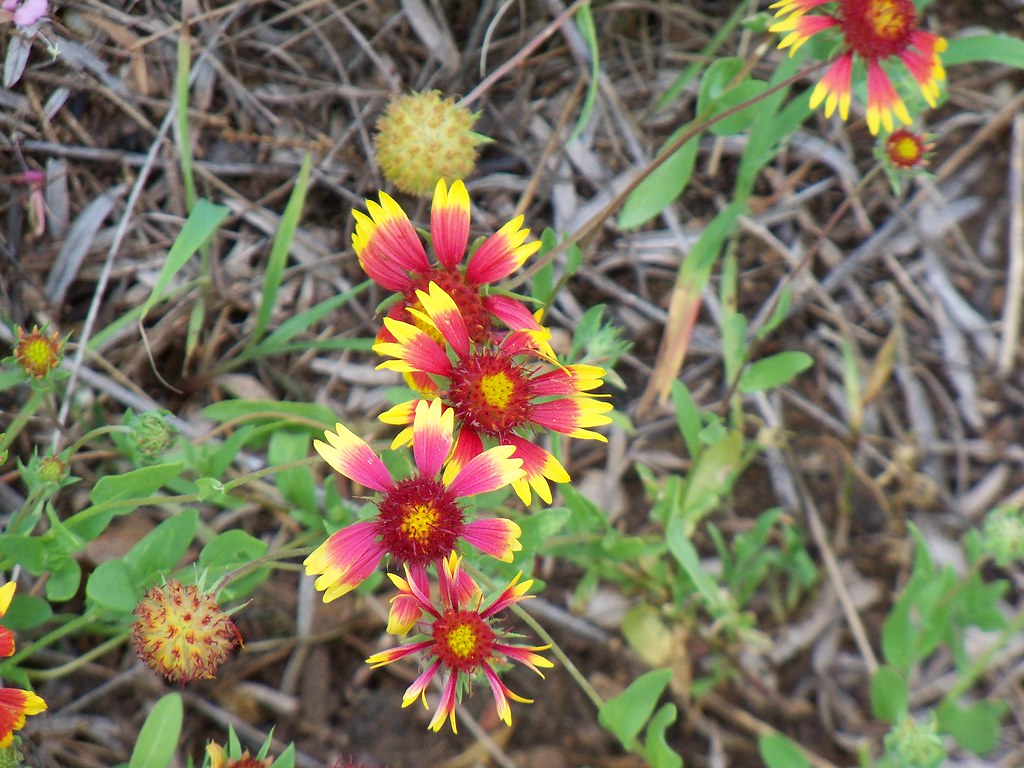 Gaillardia_Blanket Flower Gaillardia is a drought tolerant… Flickr