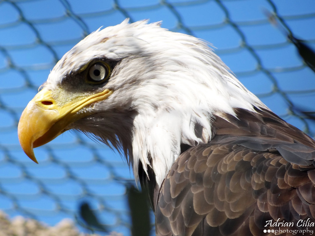 Bald Eagle Malta Falconry Centre Adrian Cilia Flickr