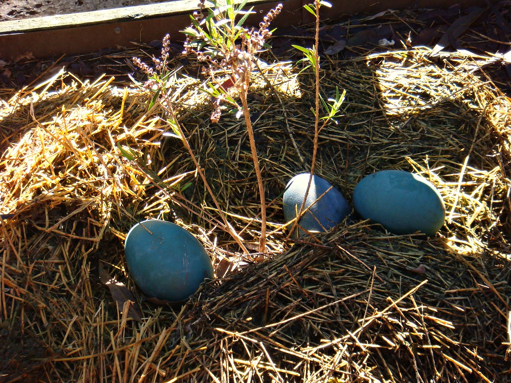 Emu eggs Emus form breeding pairs during the summer months… Flickr