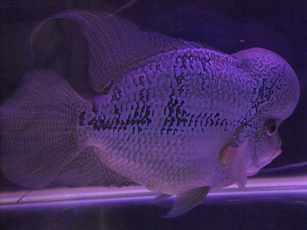 Flower Horn, Aquafair, Melaka chineu Flickr