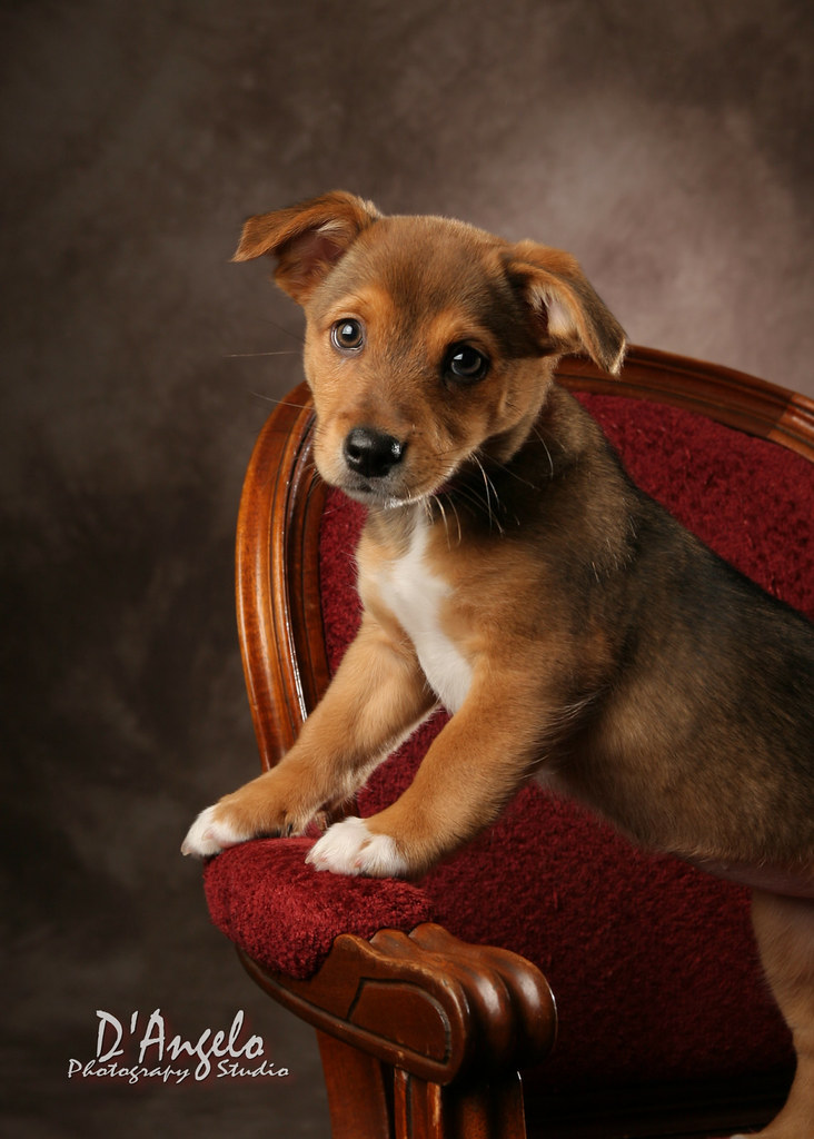 5593f Puppy Portrait. Dunn County Humane Society fundraise… Flickr