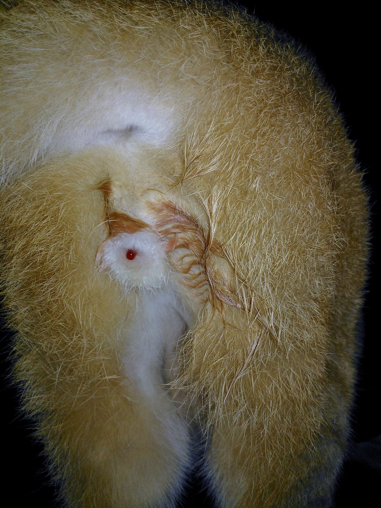 WP_008519 my comm cat was found bleeding frm its asshole l… Flickr