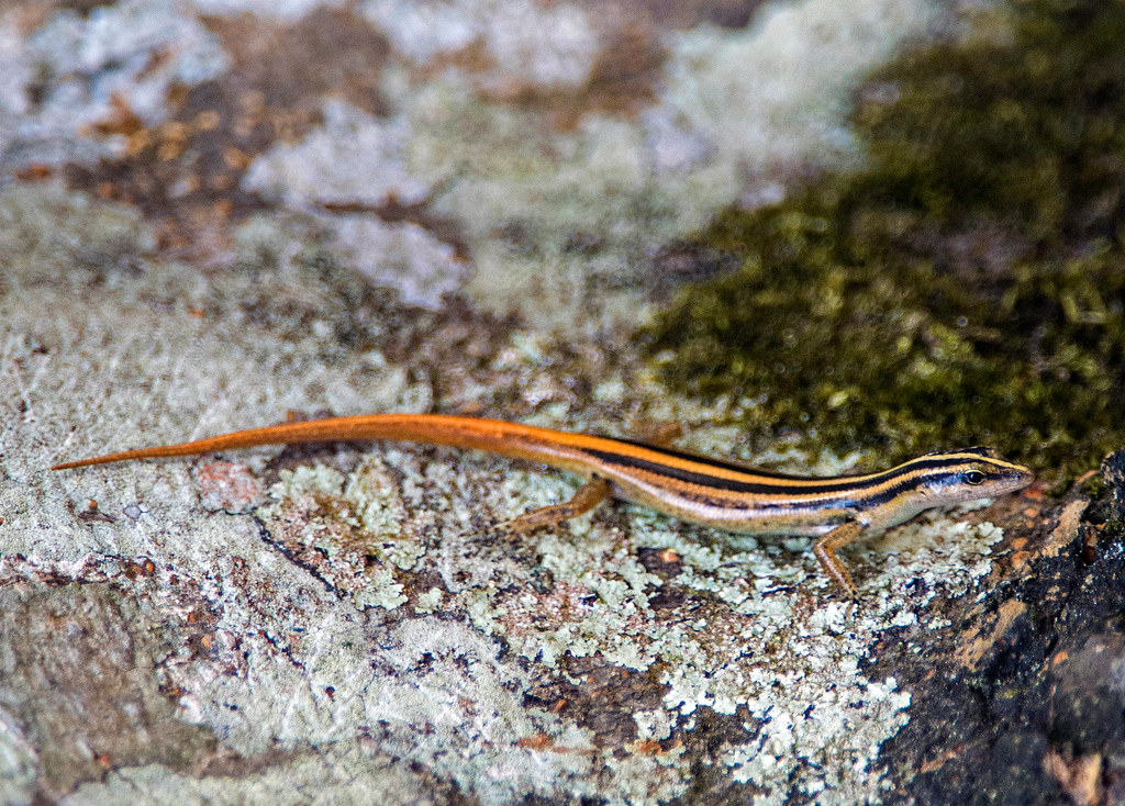 Yellowstriped Tree Skink, Lipinia vittigera Copyright