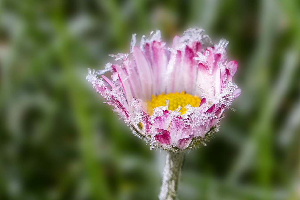 Frozen petals After a frozen night I saw this icy flower i… Flickr