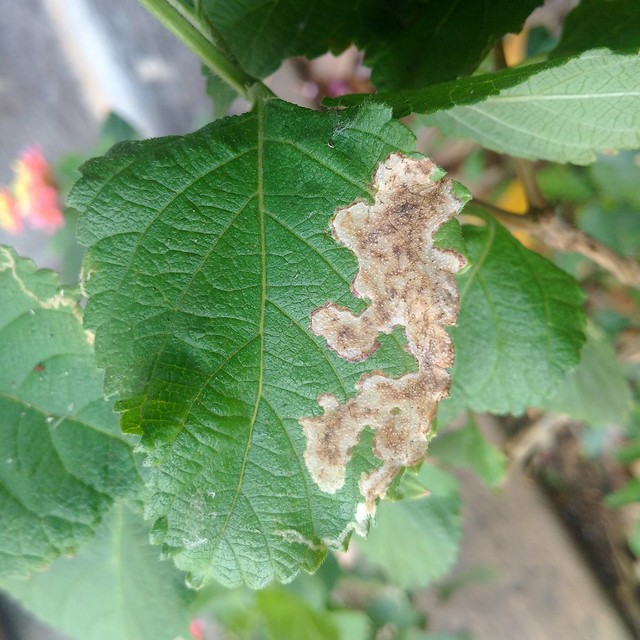 Flickriver Plant pests and diseases's photos tagged with lantana