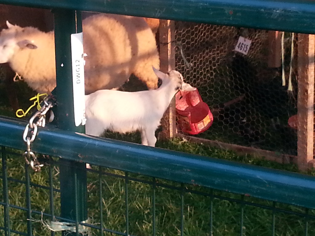 Baby goat Petting Zoo at the church festival courtney Flickr