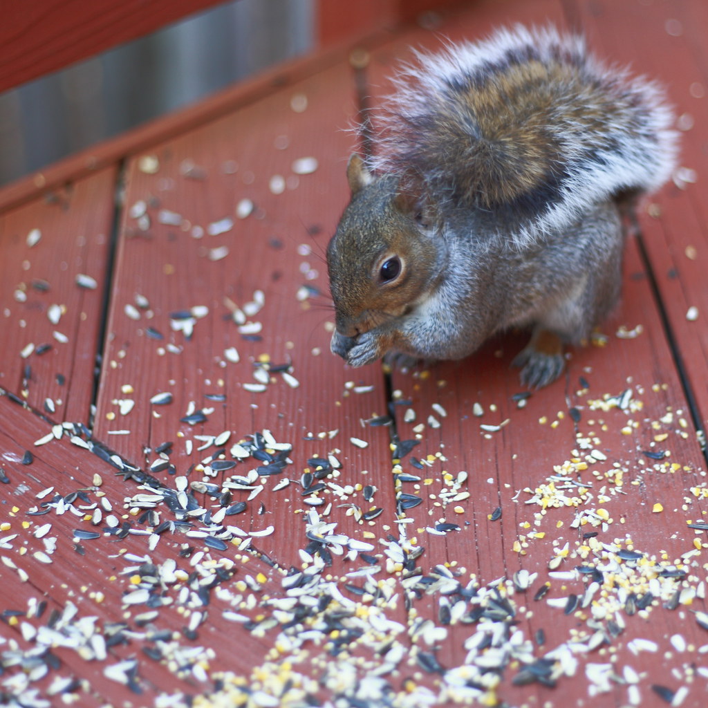 Squirrel Eating Seed Squirrel Eating Seed on the Deck Michael DeWoody Flickr