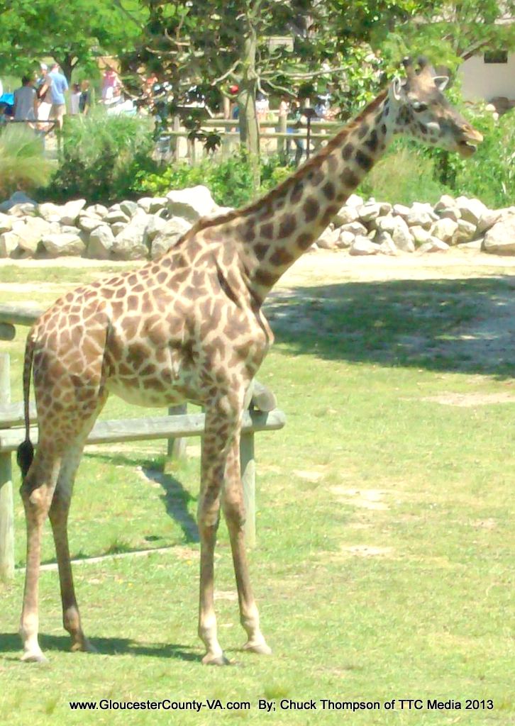 Norfolk Zoo Pictures from around the Norfolk Zoo. Norfolk,… Flickr