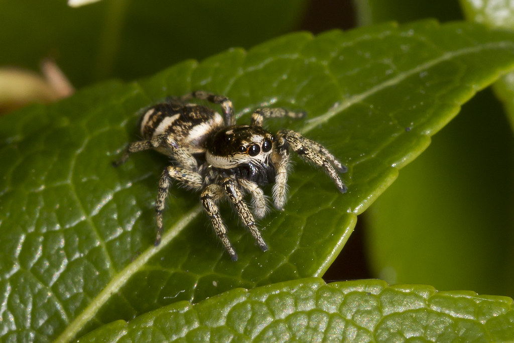 Jumping Spider Zebra or Jumping Spider (Salticus scenicus)… Chris Flickr