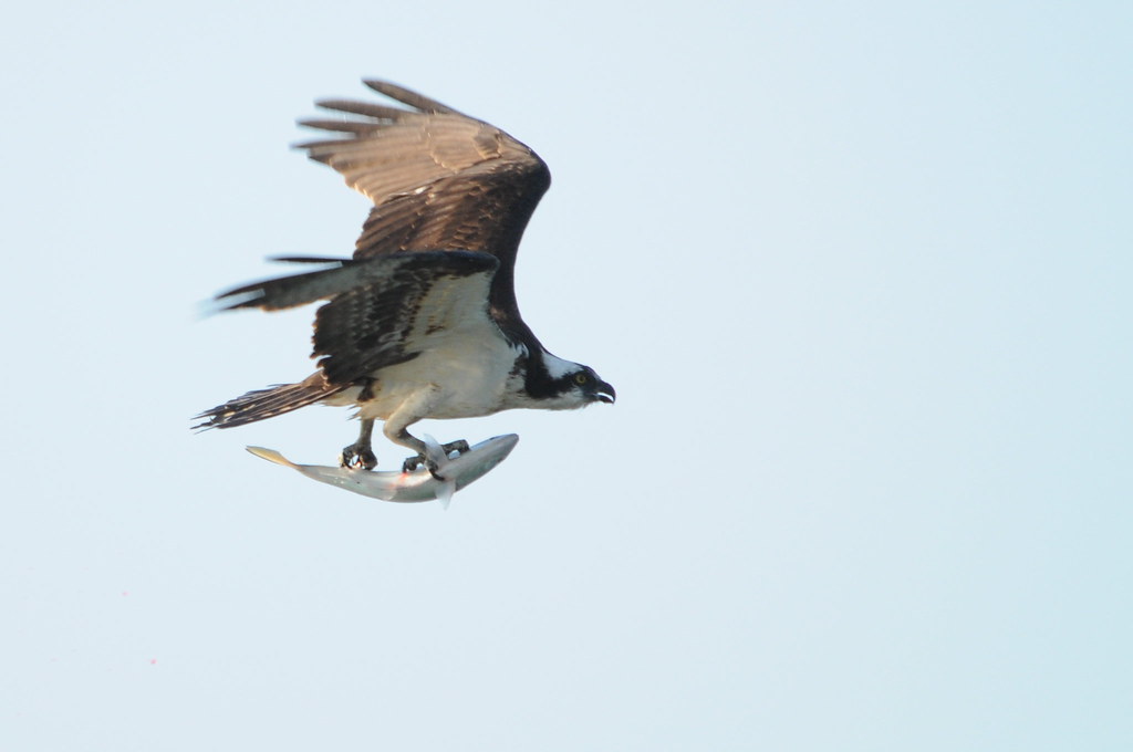 DSC_0019 Osprey, Cape Cod Putneypics Flickr