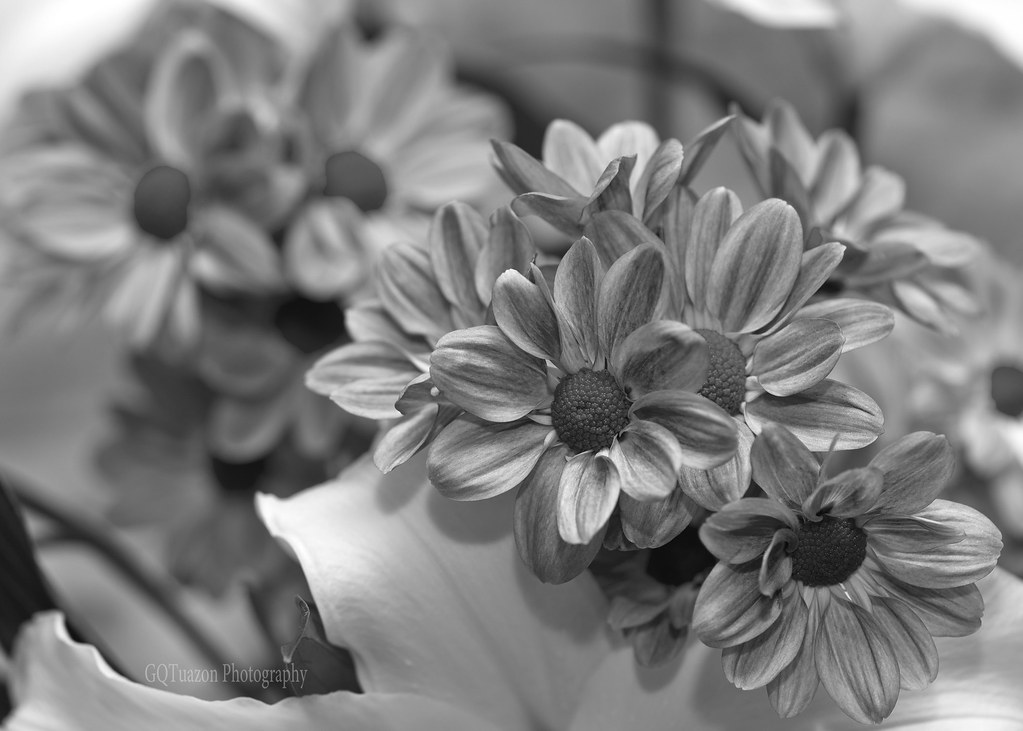 Flower 002 Glenn Flickr