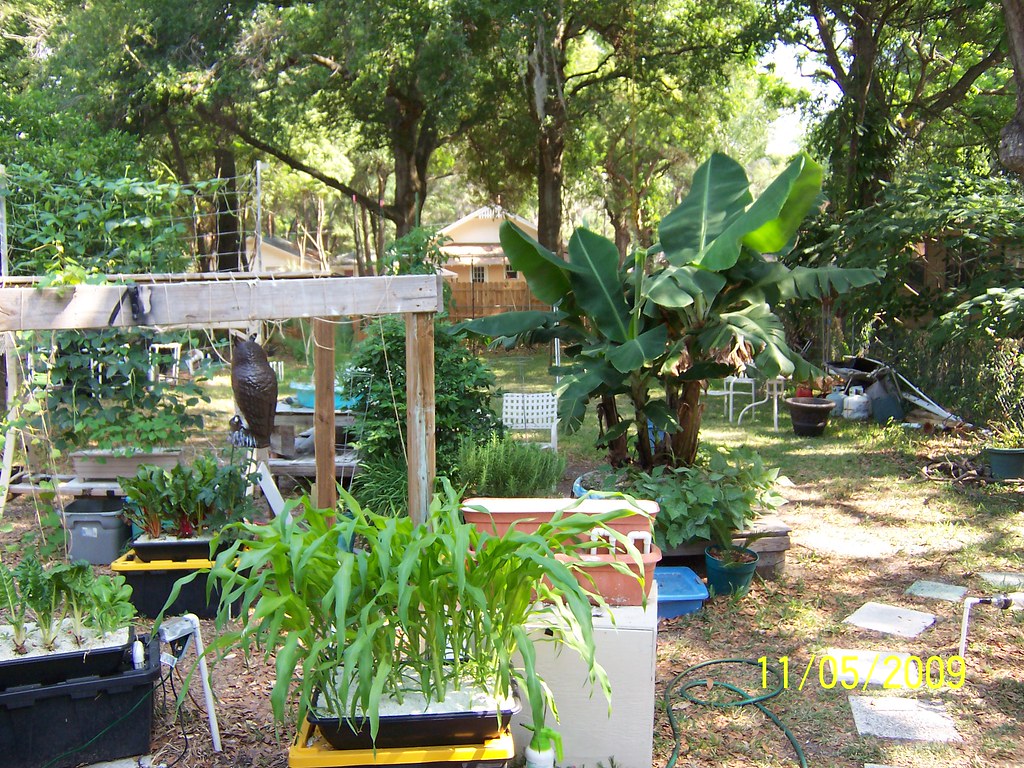 growing bananas in a square foot hydroponic system Flickr
