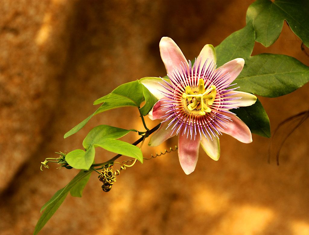Leipzig Zoo, Flower, Germany Liana L. Flickr
