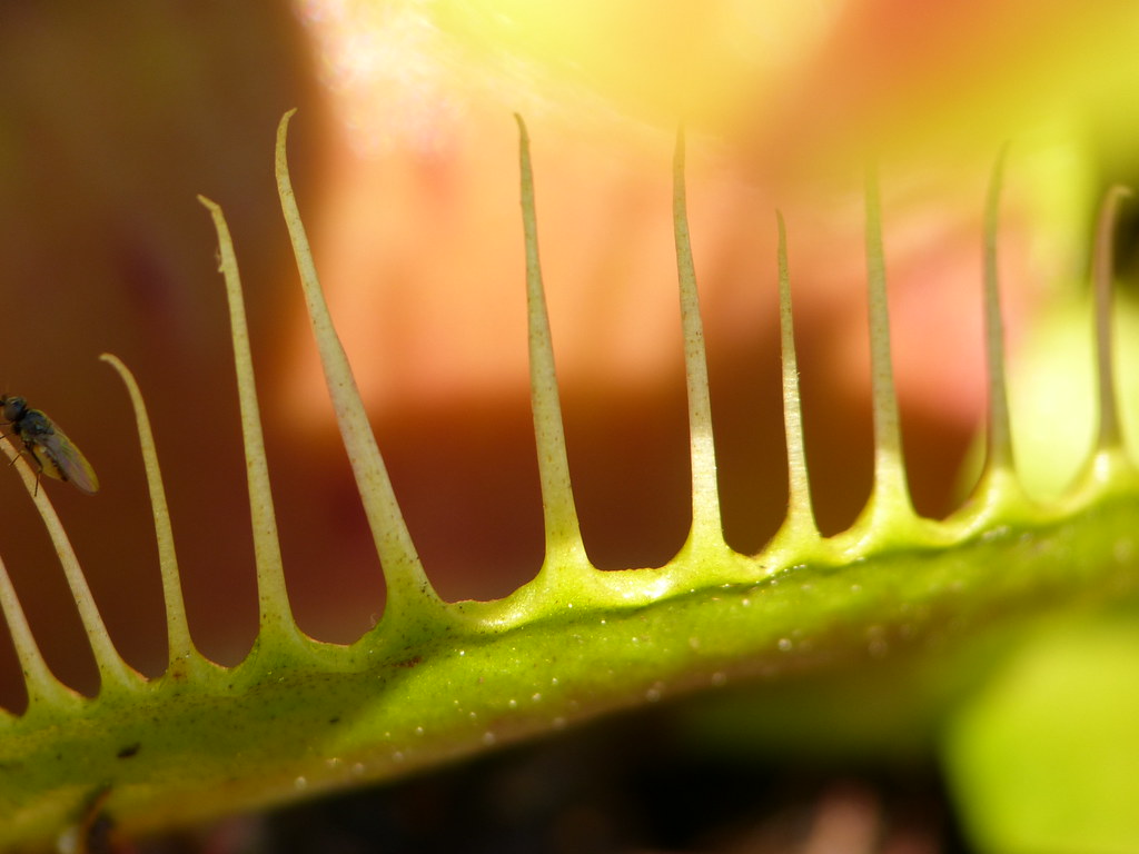 Venus flytrap teeth B52 flytrap. Unedited image (as usual)… Flickr