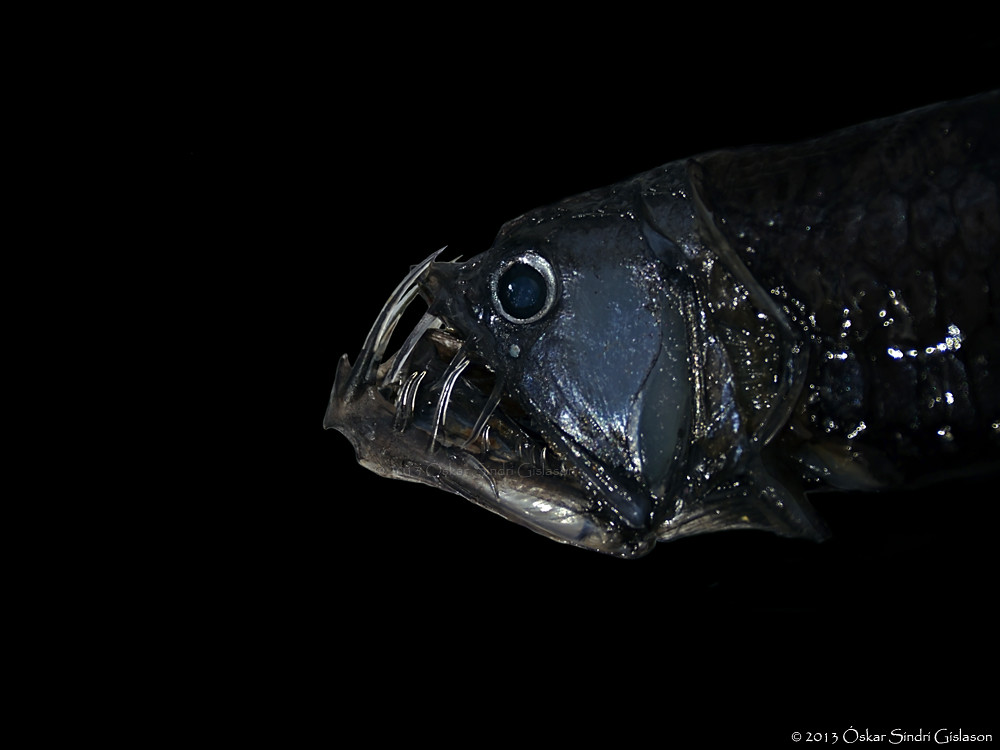 Sloane's viperfish Slóans gelgja Sloane's viperfish is f… Flickr