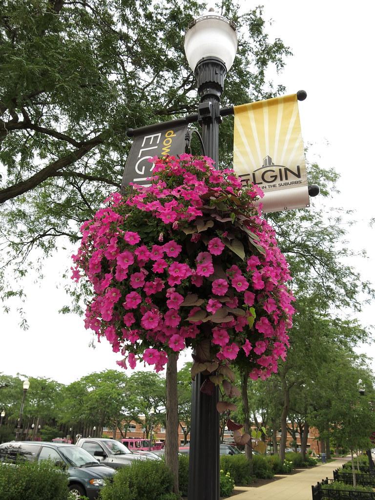 Downtown Elgin A flower basket on Douglas Avenue. geognerd Flickr