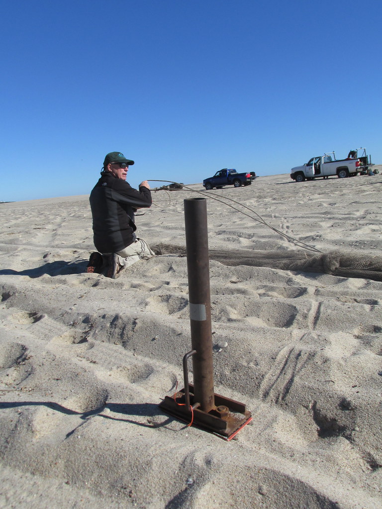 Red knot cannon netting in Cape Cod Biologist Larry Niles … Flickr