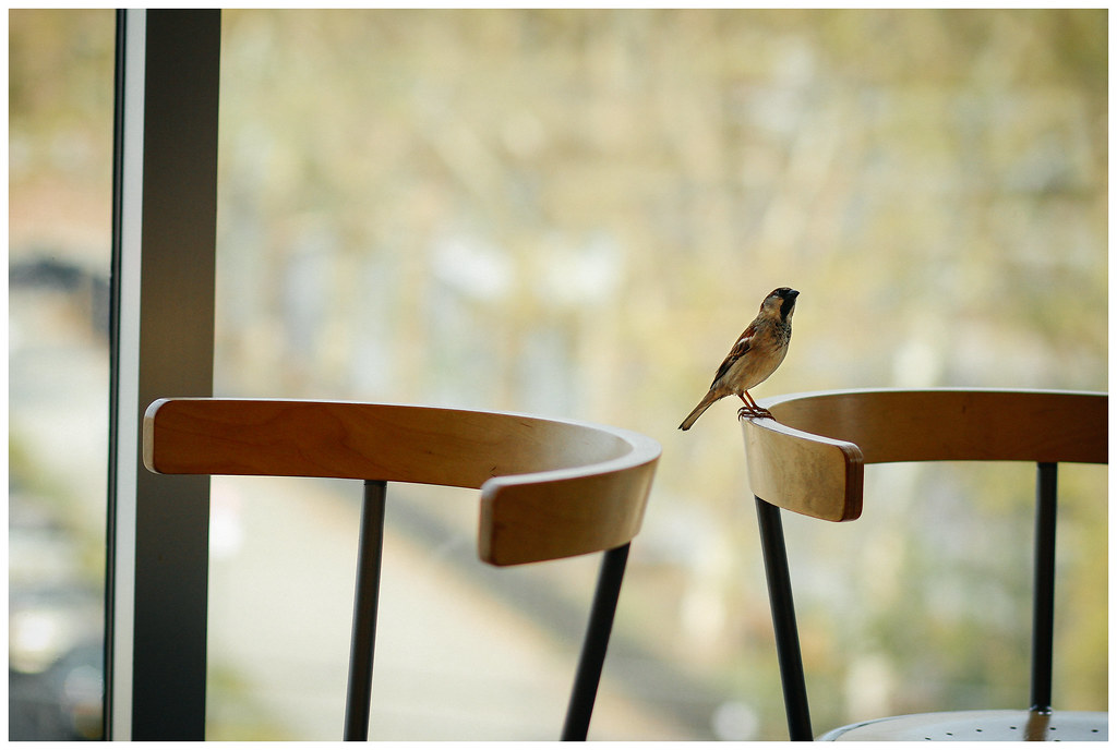 IKEA Bird Gonzalo Mavila Flickr