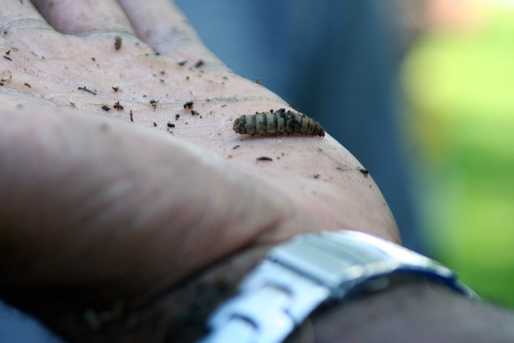 soldier worm Photographer Caesandra Seawell CAESANDRA SEAWELL Flickr