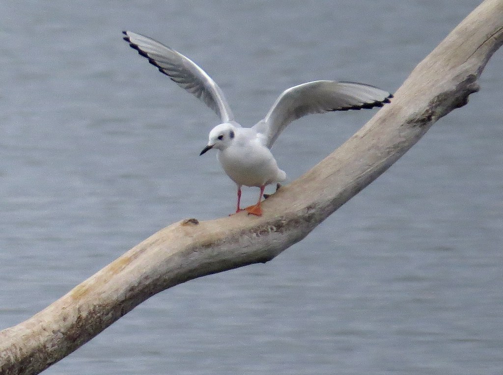 Bonaparte's Gull, 11 November 2013 Whalon Lake, Bolingbroo… Flickr
