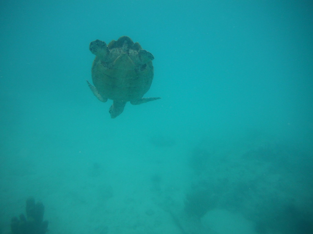 2014 St. John 217 2014 St. John Joe and Cindy Palm Flickr