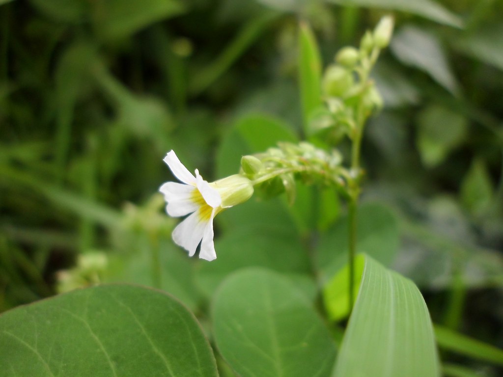 Belimbing tanah Oxalis barrelieri Nelindah Flickr