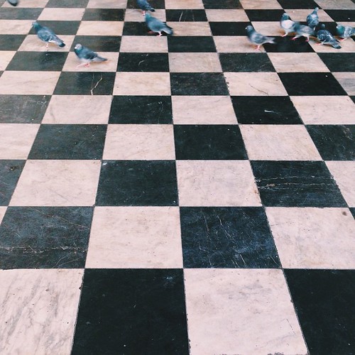 Pigeon chess erdem Flickr