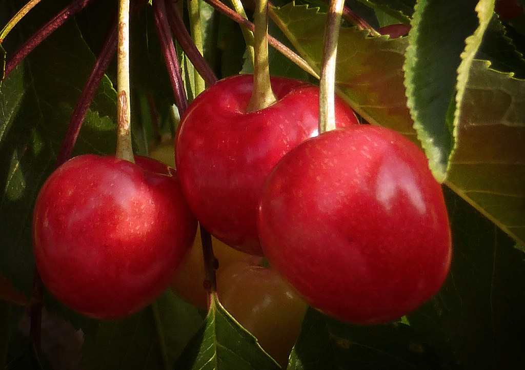 Cherries on my neighbor's tree. Almost ripe too. Utah … Flickr