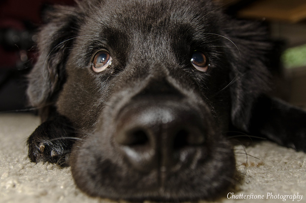 Flashed Dog3.jpg Grant Flickr