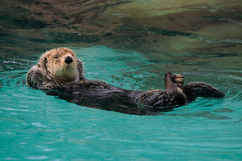 Sea Otters & River Otters Vancouver Island News, Events, Travel