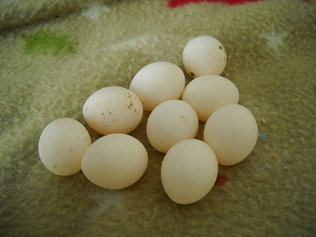 Cockatiel Eggs (Warning contains poop) Captain Flint has … Flickr