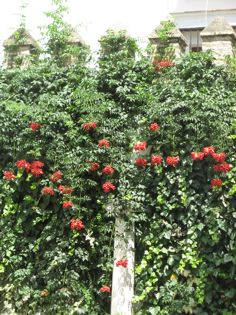 Flowers in Levi's Garden of Seville Alcazar, Andaluzia S… Flickr