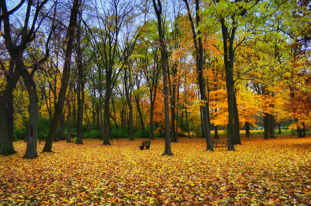 Elevation of Gentian St, Savoy, IL, USA Topographic Map Altitude Map