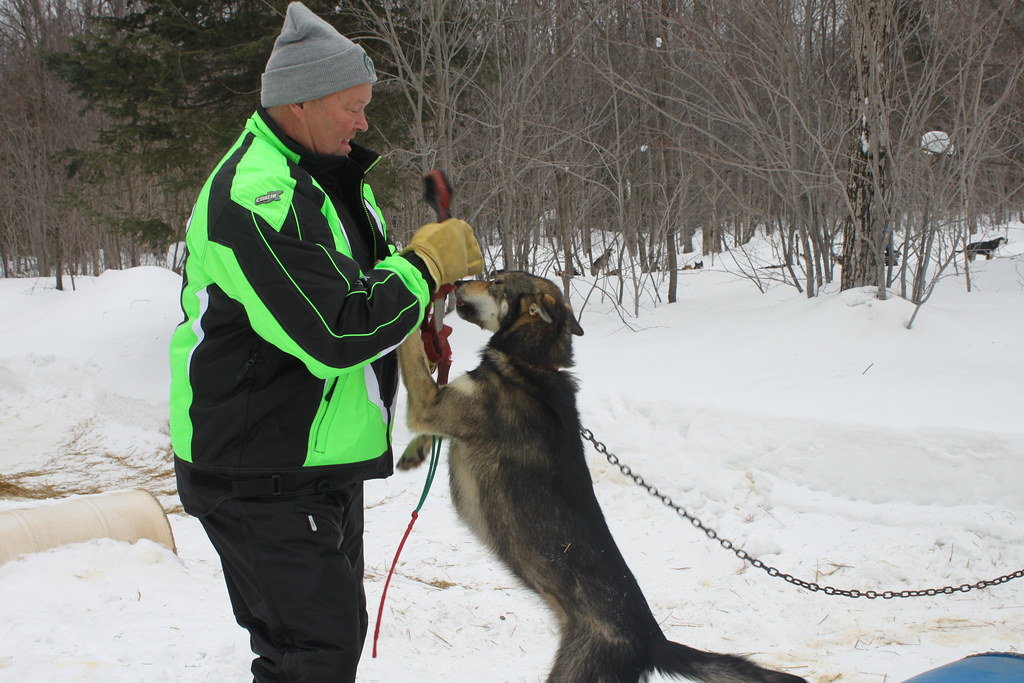 MSUAA Dogsledding Tour Nature's Kennel, McMillan, MI. Marc… Flickr