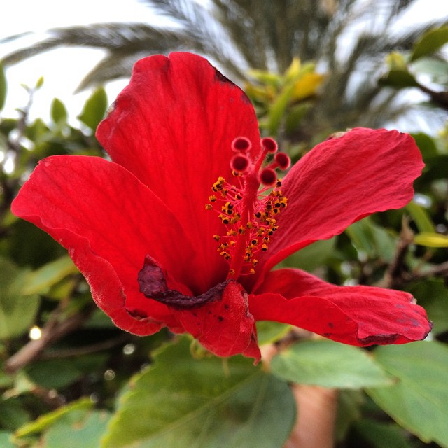 Spanish flower ) upsticksandgo flowers spain islaplan… Flickr