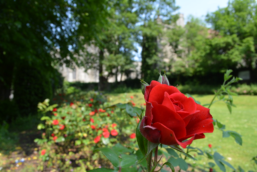 Millennium Rose Garden Maidstone River Park Flickr