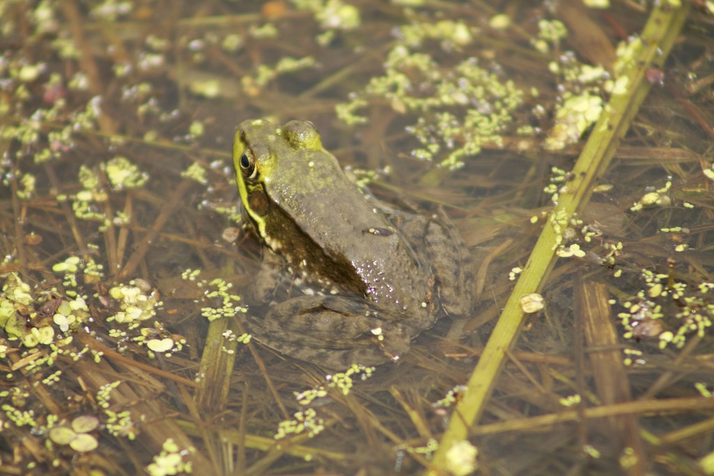 Necedah Lake — Northern Leopard Frog oskey391 Flickr
