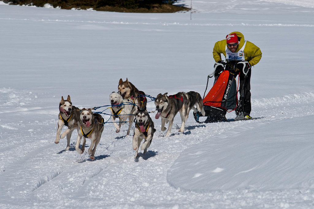 course de chiens de traineaux Les fourgs, Doubs Ludo Rauscher Flickr