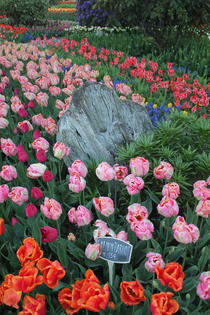 IMG_8244 Tulip Festival Seattle Saumil23 Flickr