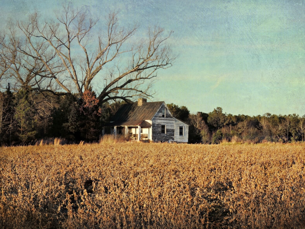 Winter Soybeans and a Little Cabin Arcola Vicinity, Warren County